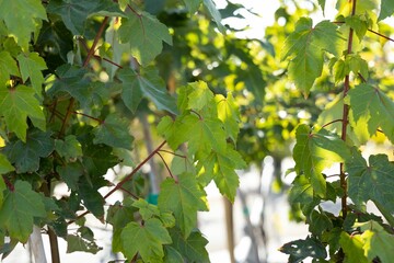 Wall Mural - Closeup shot of green maple leaves on the branch