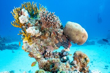 Vibrant coral reef under the sea