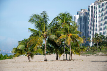 Poster - Coconut trees on the beach