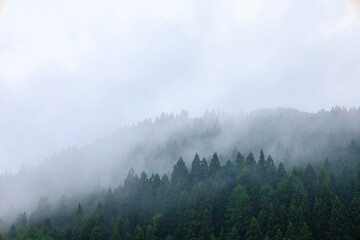  雨の日の森林　濃い霧