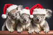 Three funny koalas in red Santa Claus hats. New year or christmas concept with wild zoo animals. Generative AI