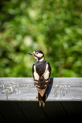 Wall Mural - A great spotted woodpecker in a Sussex garden on a sunny spring day