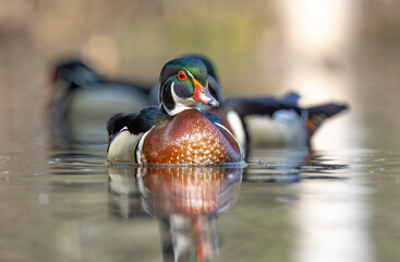 Wall Mural - Closeup of a Wood duck male reflection swimming on Ottawa river in Canada