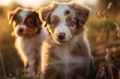 © Leoarts - Australian Shepherd puppies play in grass, Generative AI