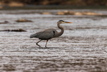 Great Blue Heron Wading In The Chattahoochee River