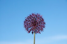 Giant Onion In Flower Against Backdrop Of Blue Sky 