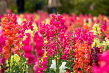Beautiful Blooming Sea Of Snapdragon Flowers Of Various Colors In The Garden