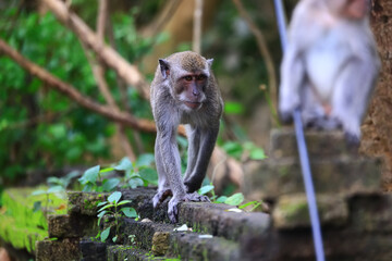 Wall Mural - monkey family cleaning grooming wild park