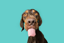 Portrait Funny Mixed-breed Vizsla And Doberman Pincher Licking It Lips With Tongue. Isolated On Blue Background