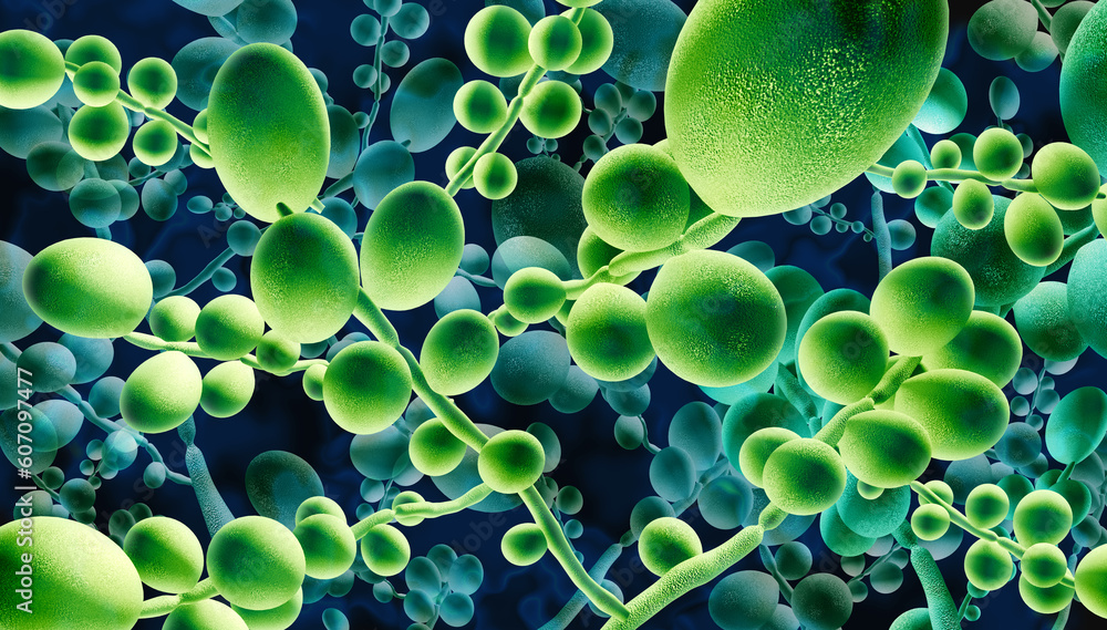 Deadly Fungal Infection concept as a microbe threat and mucormycosis threatening fungus as Candida auris fungi spreading as a Mycology health threat as a global outbreak risk