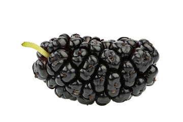 Wall Mural - One ripe mulberry isolated on white background. Close-up.