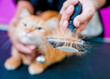 Groomer cutting a beautiful red cat at grooming salon.