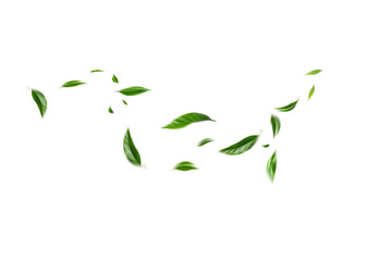 Flying green leaves on transparent background. Fresh spring foliage. Environment and ecology backdrop