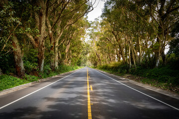 Tree Tunnel in Kauai