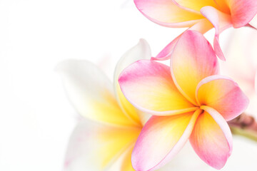 Many frangipani flowers are beautiful on a white background. with copy space