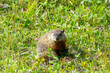 Marmot in meadow in Wood Bison National Park, Canada