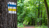 Fototapeta  - Oznaczenie żółtej oraz niebieskiej drogi rowerowej na pniu drzewa. W tle fragment leśnej trasy