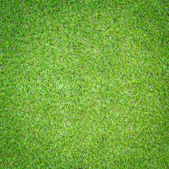 Canvas Print - green grass background