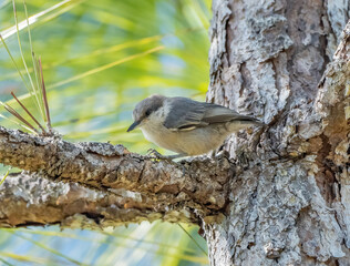 Wall Mural - A brown-headed nuthatch perched on a longleaf pine tree branch. 