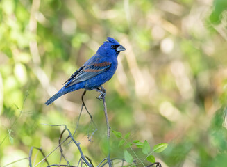 Wall Mural - Male blue grosbeak perched on a branch 