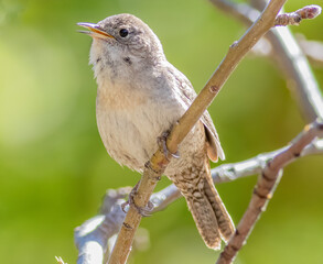 Wall Mural - A house wren singing from a tree branch 
