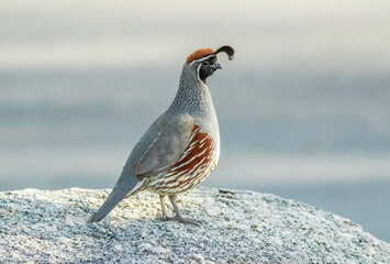 Wall Mural - Gambels quail perched on rock