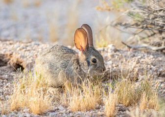 A young desert cottontail rabbit feeding on dried grass 