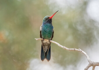 Wall Mural - A male broad-billed hummingbird perched on a branch in Madera Canyon Arizona 