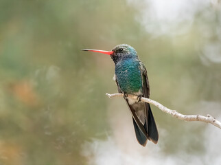Wall Mural - A male broad-billed hummingbird perched on a branch 