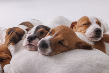 sleeping jack russell terrier puppies on isolated white background