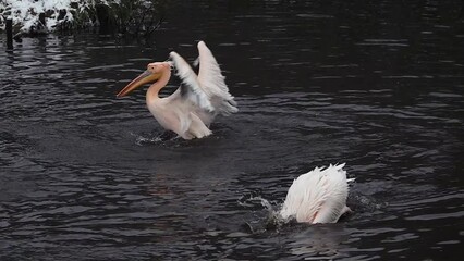 Sticker - pink pelican swims on the water and flaps its wings. slow motion