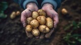Fototapeta  - Fresh Baby potatoes harvest in hands farmer on field background