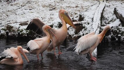 Canvas Print - pink pelicans with outstretched wings on a background of snow in winter