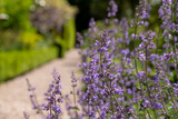 Fototapeta Lawenda - Purple spikes of nepeta racemosa catmint flowers line the path at the stunning fgardens of West Green House, Hampshire, UK