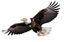 Bald Eagle Flying Isolated On Transparent Background - Generative AI
