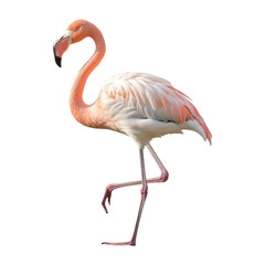 Wall Mural - Flamingo Isolated on Transparent Background - Generative AI
