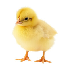 Wall Mural - yellow chick isolated on transparent background - generative ai