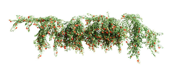Fototapete - Group of Pyrostegia Venusta creeper plants, isolated on white background. 3D render.