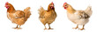 A set of images of a hen, isolated background. Generative Ai