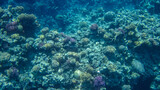 Fototapeta Do akwarium - Colorful, picturesque coral reef at the bottom of tropical sea, different types of hard coral and violet Pocillopora, underwater landscape