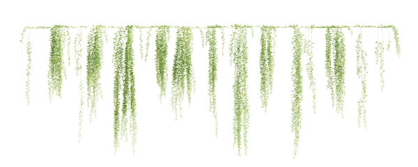 Fototapete - Group of Vernonia Elliptica creeper plant, isolated on transparent background. 3D render.