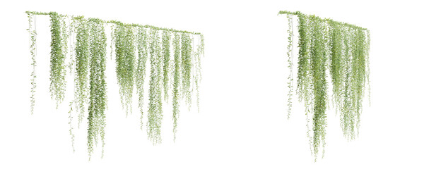 Wall Mural - group of vernonia elliptica creeper plant, isolated on transparent background. 3d render.