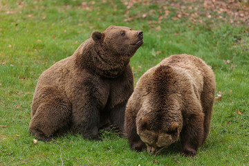 Sticker - male brown bear (Ursus arctos) with a female on the grass