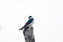 Barn Swallow Bird Has Head Completely Turned While Perched On A Deadwood Tree