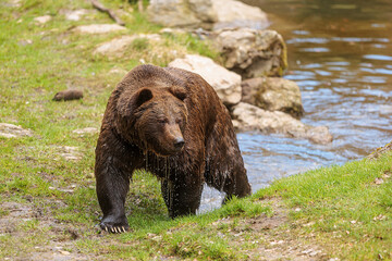 Poster - male brown bear (Ursus arctos) out of the water