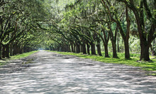 Road To Wormsloe Plantation, Savannah, Georgia