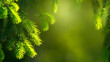 Beautiful summer background with branches of a pine or other coniferous tree with beautiful soft bokeh in the background. Green spring summer background
