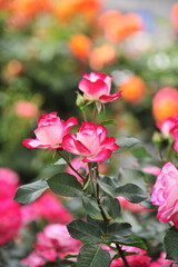 Wall Mural - pink roses in a garden
