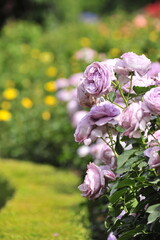 Wall Mural - pink and white flowers