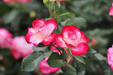 Wall Mural - pink roses in a garden